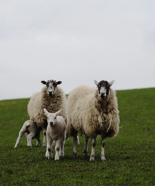 New Families — Stock Photo, Image