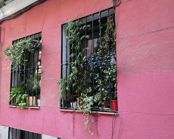 Window Gardens — Stock Photo, Image