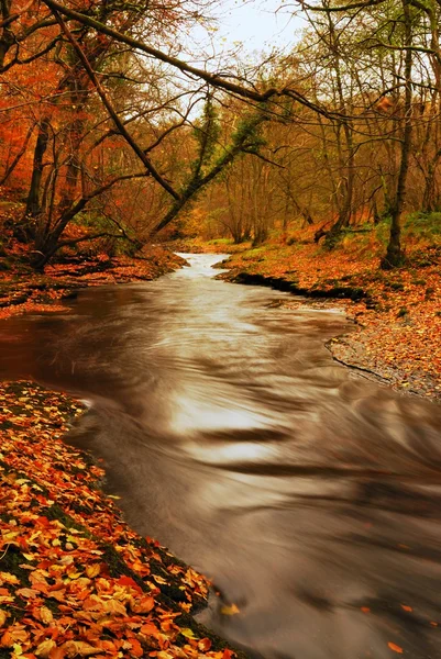 Fall Stream — Stock Photo, Image