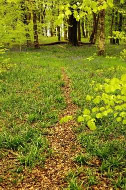 kırsal kesimde izlemek
