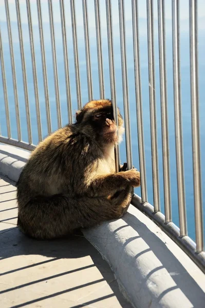 Zonnebaden — Stockfoto