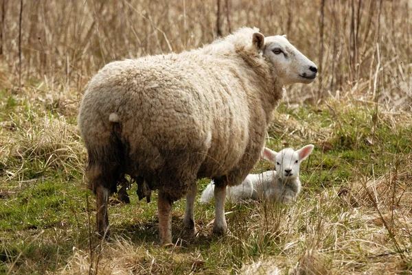 Moeder en baby — Stockfoto