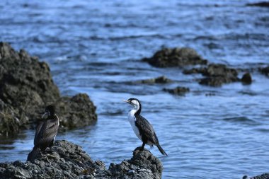 Sırayla Avustralya karabatakları 