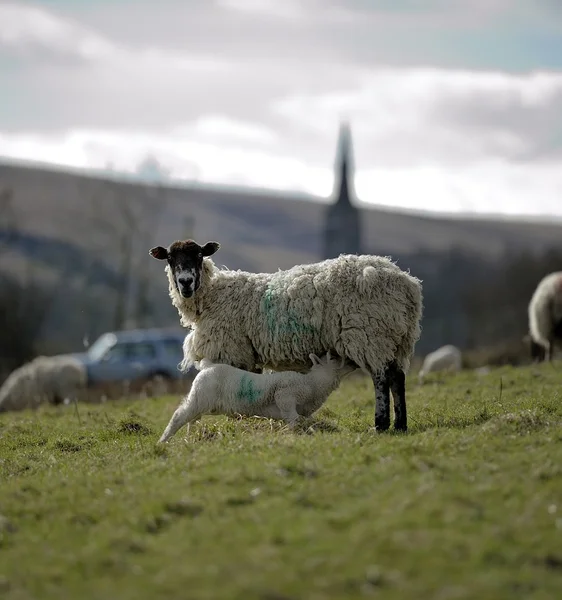 Feeding time for the Lamb