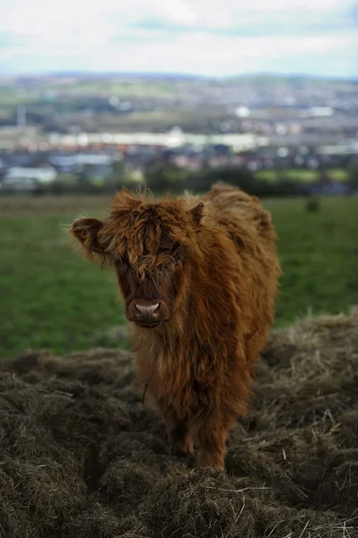 Young Highland Calf — Stock Photo, Image