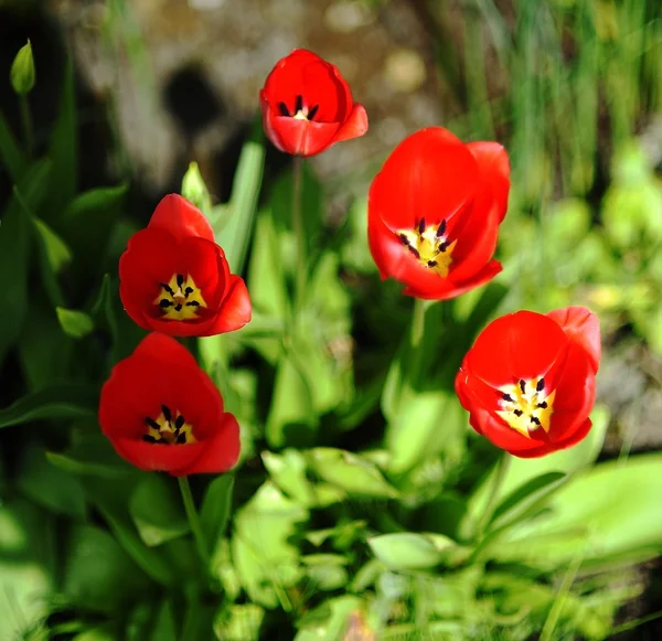 Sommerrote Tulpen — Stockfoto