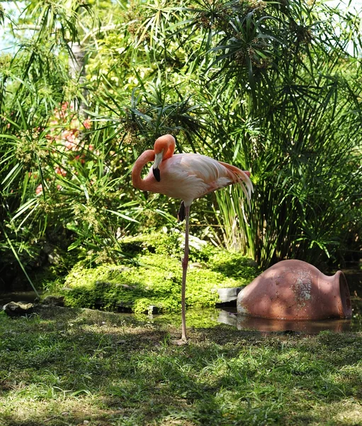 Flamingo в саду — стоковое фото