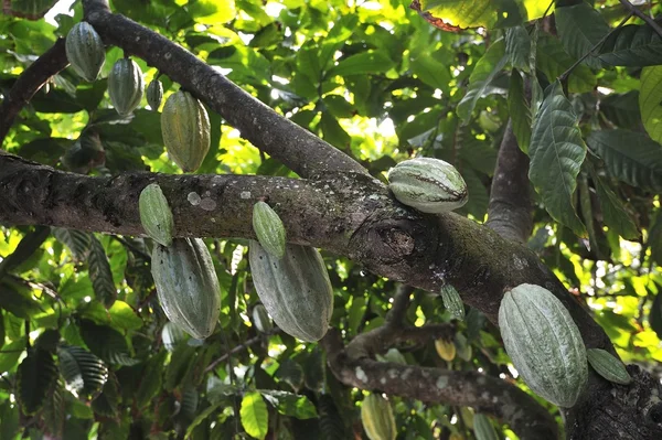 Vainas de frijol de coca en el árbol — Foto de Stock