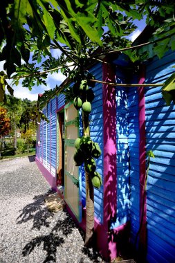 Coca bakla ve boyalı duvar