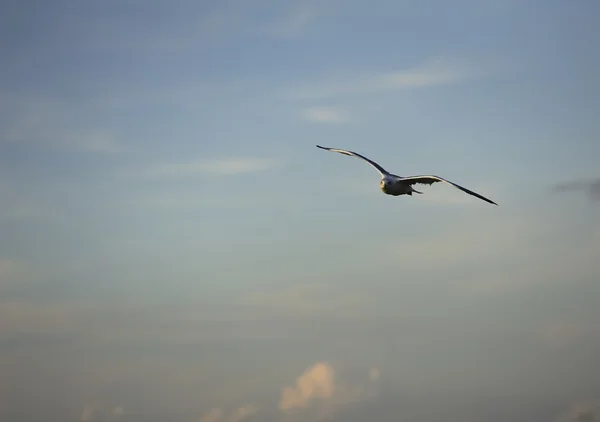 Seagull Soaring High over teh sea — Stock Photo, Image