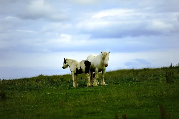 Piebald Madre e prole — Foto Stock