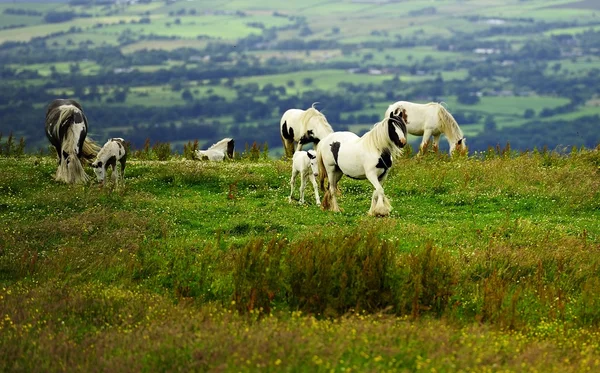 Piebald Madre e prole — Foto Stock