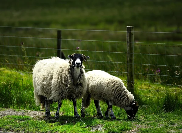 Mor och barn — Stockfoto