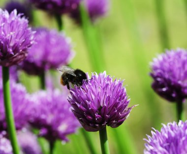 Bal arısı ve Chives