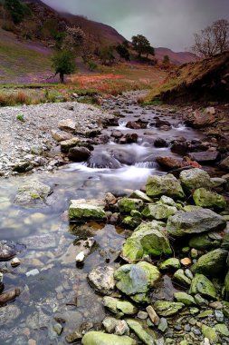 Bluebells alanlarında