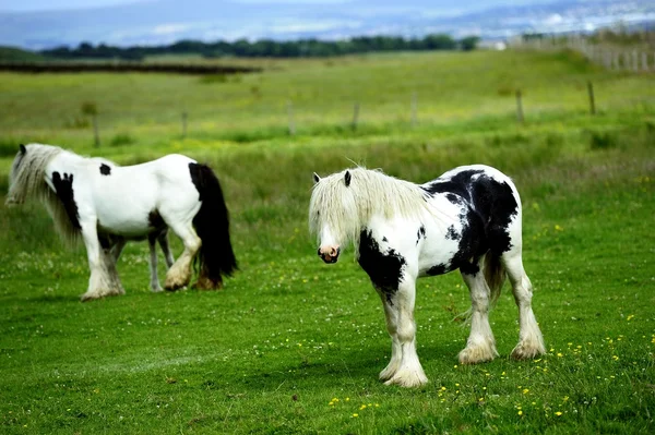 Piebald stallion in the field — Stock Photo, Image