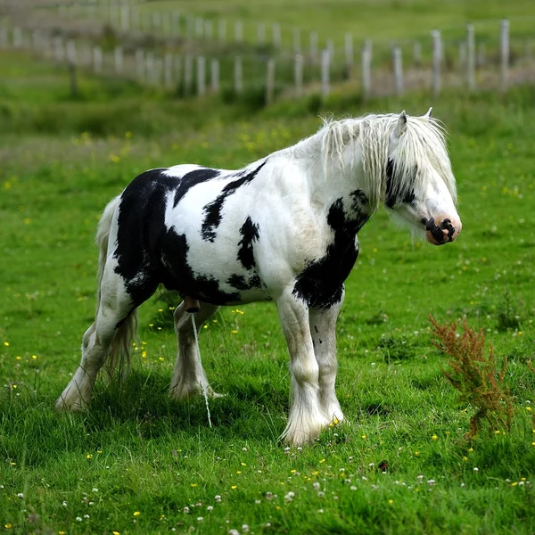 Piebald heavy horse Stock Photos, Royalty Free Piebald heavy horse