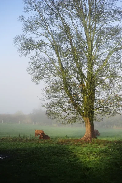 Les taureaux des Highlands dans la brume — Photo