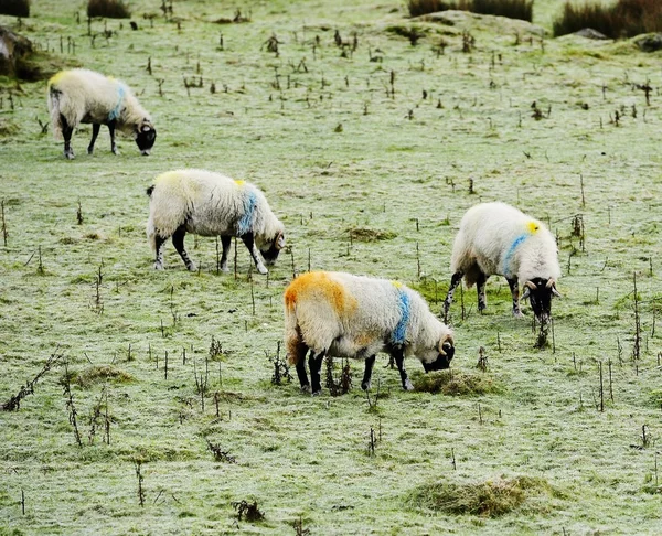 Winter und Schafe — Stockfoto