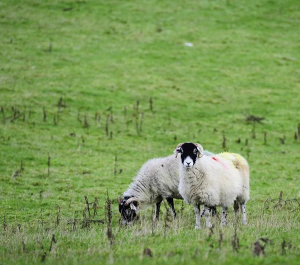Зима и овцы — стоковое фото