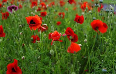 vahşi kırmızı haşhaş