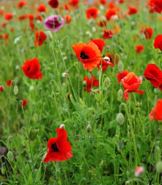 vahşi kırmızı haşhaş