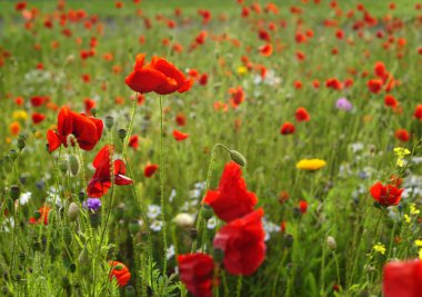 vahşi kırmızı haşhaş