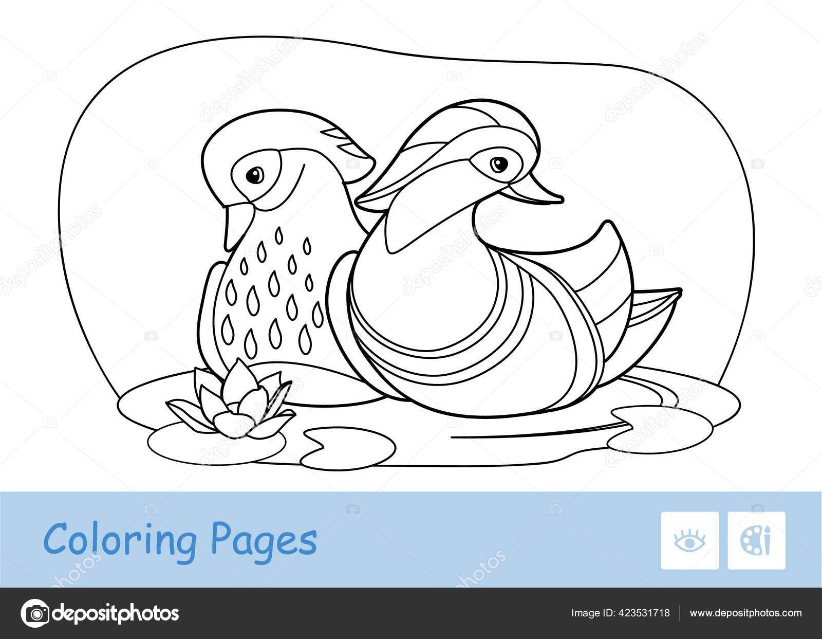 白い背景に隔離された森の川に浮かぶ2匹のオシドリの無色のベクトル輪郭画像。鳥に関連した就学前の子供たちは本のイラストや発達活動を着色 ストックベクター  ©webkpd 423531718, image size:1600x1243