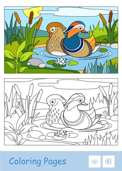 Modelo de vetor colorido e ilustração de contorno incolor de patos mandarina flutuando em um rio da floresta perto de juncos e lírios de água. Atividade de desenvolvimento de aves para crianças — Vetor de Stock