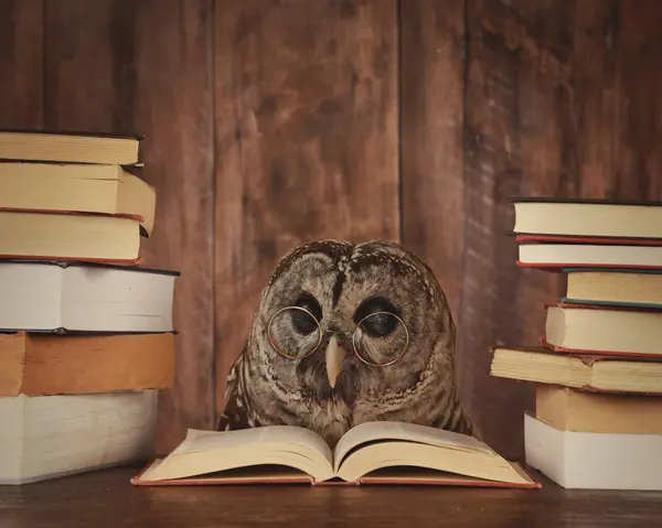 Kitap okuma gözlüğü olan akıllı baykuş