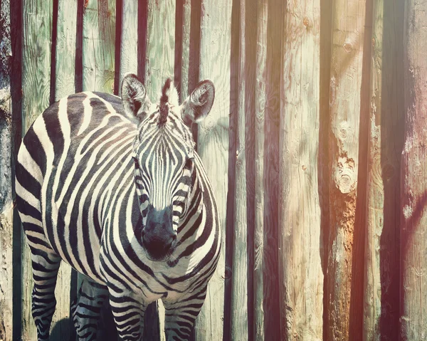 Çizgili ahşap duvara dışında Zebra