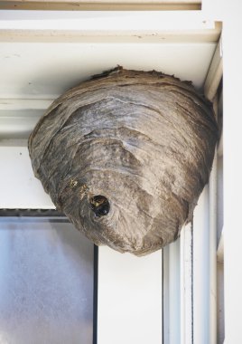 Arı kovanı yuva evden asılı