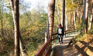 Ormandan geçen güneş ışınları. Sonbahar ormanında sabah. Turist yolda yürüyor