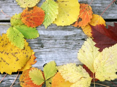 Sonbahar, sınır çerçevesinden ahşap arkaplanda uzay metniyle ayrılır. Kırsal tahtalarda sonbahar renkli yapraklar.