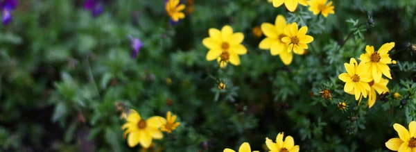Draufsicht Hintergrund Mit Gelben Blumen Zusammensetzung Der Blumen Frauentag Konzept — Stockfoto
