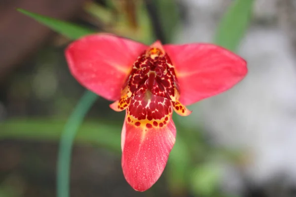 Fiore Iris Rosso Con Sfondo Verde Sfocato Dimensione Banner Con — Foto Stock