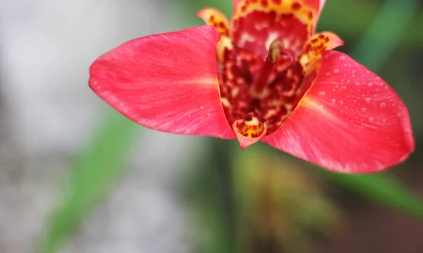 Flor Iris Rojo Con Fondo Verde Borroso Tamaño Del Banner — Foto de Stock