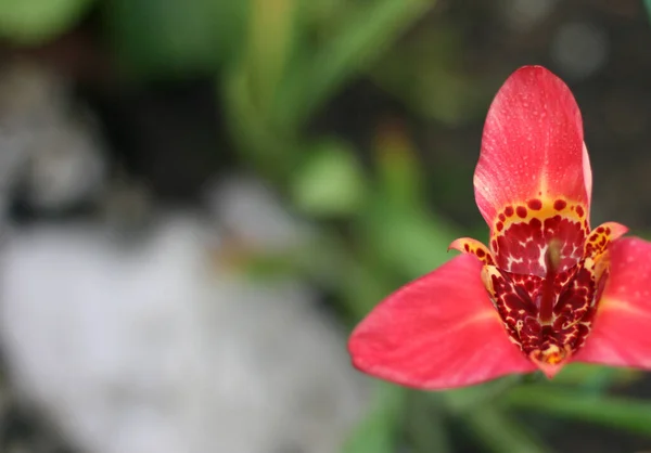 Bulanık Yeşil Arka Planı Olan Kırmızı Iris Çiçeği Kopyalama Alanı — Stok fotoğraf