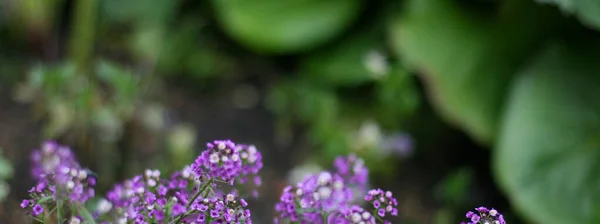 Flores Roxas Fundo Verde Tamanho Banner Com Espaço Cópia Bom — Fotografia de Stock