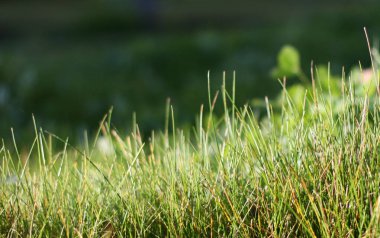 Taze yeşil çimenler, pankart tasarımı. Bahar sezonu. Fotoğraf alanı kopyala