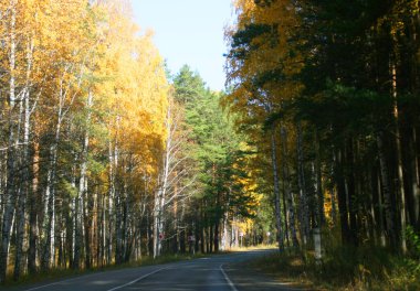 Yolda araba sürüyorum. Sonbahar ormanında otoyol. Seyahat kavramı