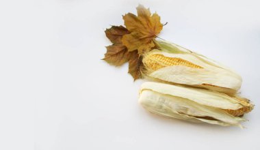 Beyaz arka planda mısır koçanları. Fotokopi alanı olan fotoğraf. Sonbaharda tatlı mısırlar, düz, sağlıklı yiyecek konsepti