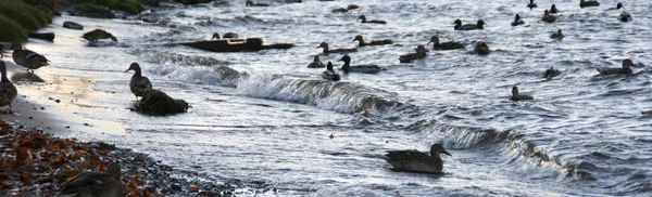 Kilka Kaczek Pływających Środku Rzeki Zwierzęta Piórami Stado Kaczek Wodzie — Zdjęcie stockowe