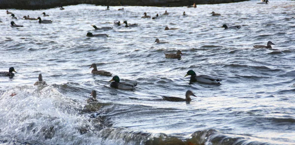 Several ducks swimming in the middle of a river. Animals with feathers. A flock of ducks in the water. A crowd of ducks floating on the water. Banner size with copy space