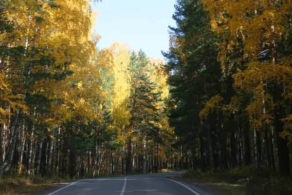 Fahren Auf Der Straße Autobahn Herbstwald Reisekonzept — Stockfoto