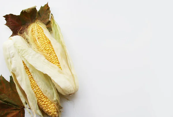Corn cobs on a white background. Photo with copy space. Sweet corns with autumn,  flat lay healthy food concept