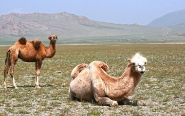 Steppe, dağlarla ve develerle dolu bir yaz gününde. Moğolistan bozkırında deve sürüsü 