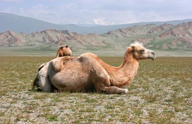Steppe, dağlarla ve develerle dolu bir yaz gününde. Moğolistan bozkırında deve sürüsü 
