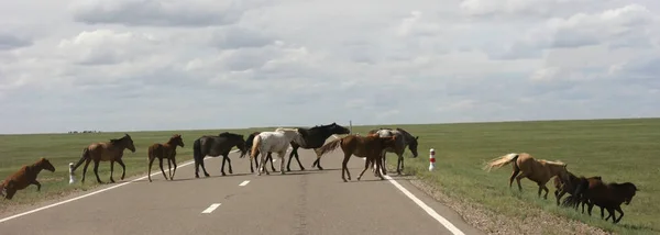 Cavaleiros Estepe Mongol Paisagem Com Cavalos Correndo Perto Montanha Tamanho — Fotografia de Stock