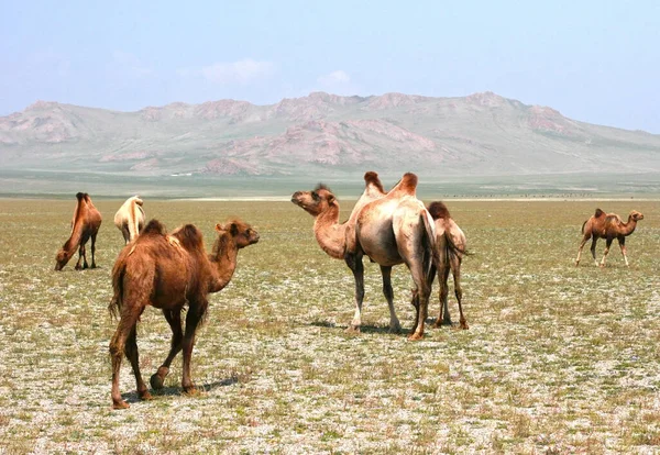 Stepowy Letni Dzień Góra Grupa Wielbłąd Stado Wielbłądów Stepie Mongolii — Zdjęcie stockowe